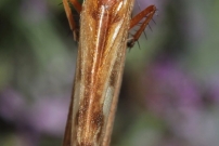 *(17800) Un Trichoptre (Trichoptre - Limnephilidae - Limnephilus lunatus)